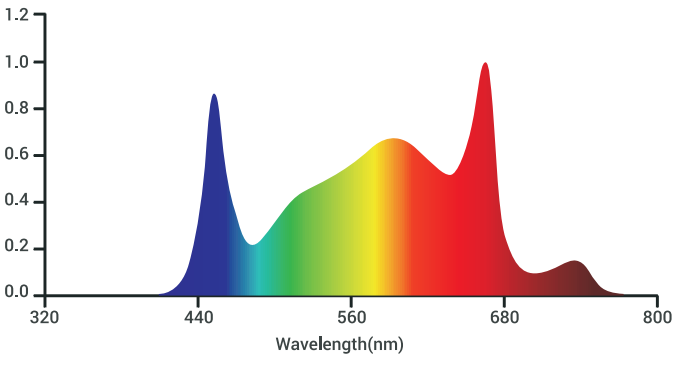 Tarantula Revolution 480