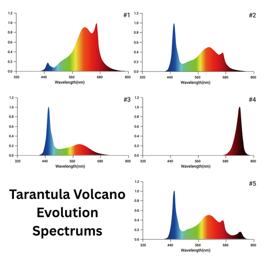 Tarantula Volcano Evolution